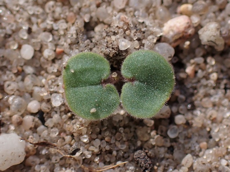 Small Geranium photo 7