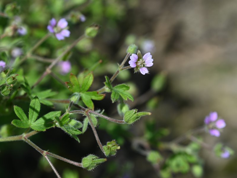 Small Geranium photo 8