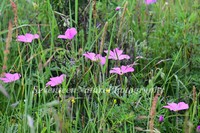 Geranium pylzowianum