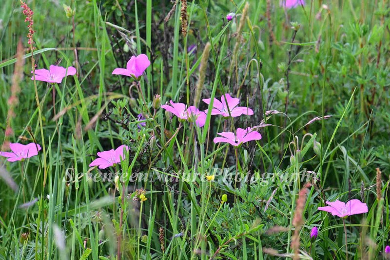 Geranium pylzowianum