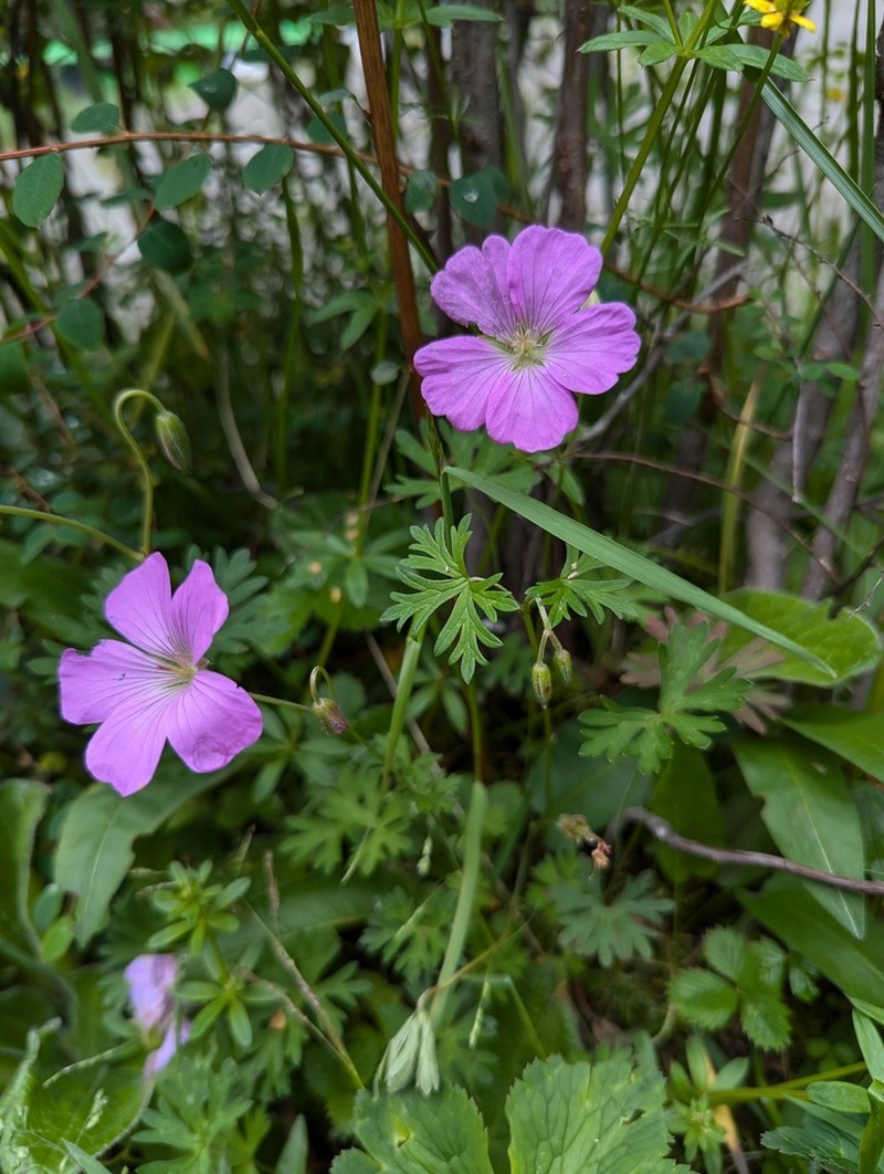 Geranium pylzowianum photo 2