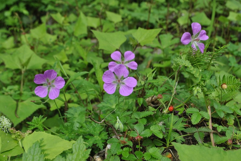 Geranium pylzowianum photo 3