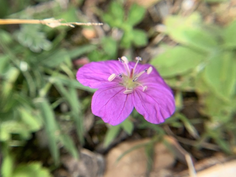 Geranium pylzowianum photo 4