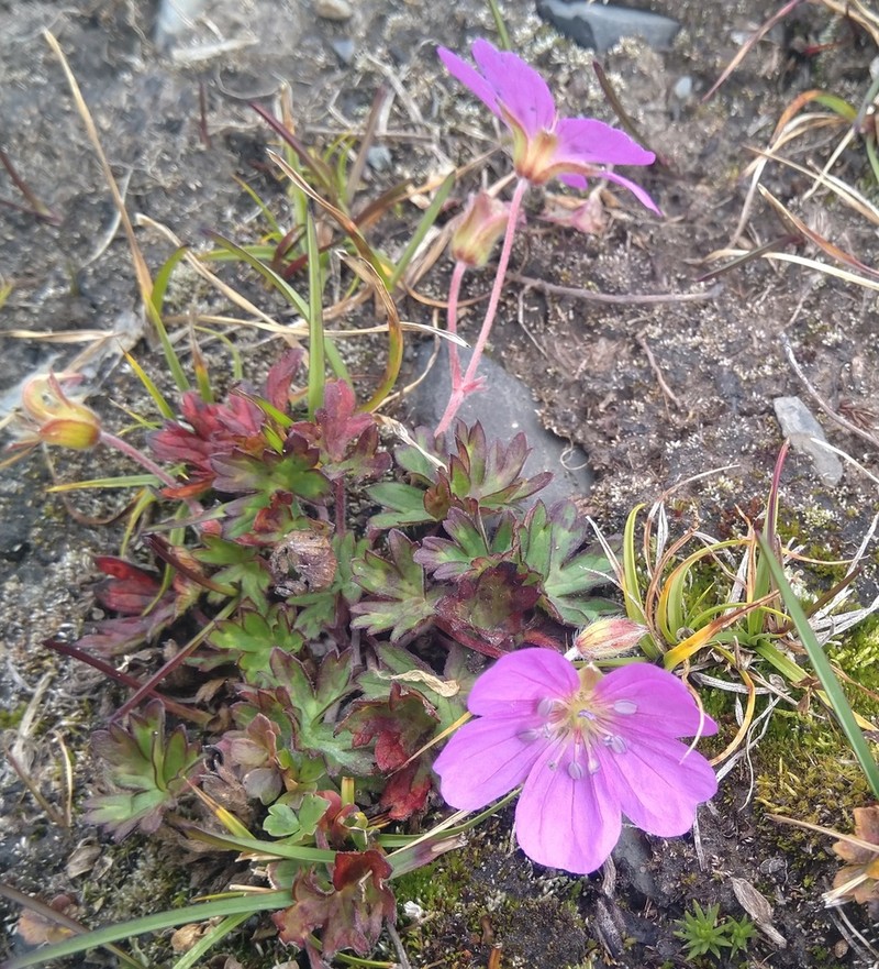 Geranium pylzowianum photo 6