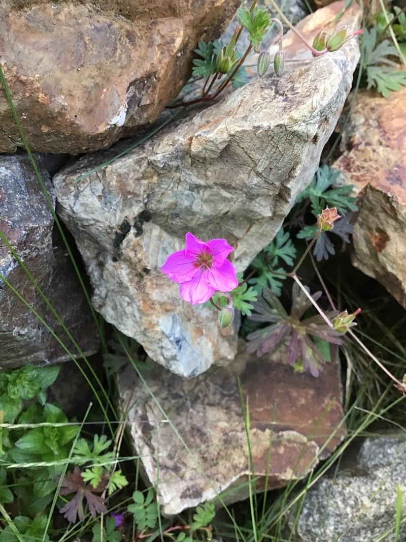 Geranium pylzowianum photo 7