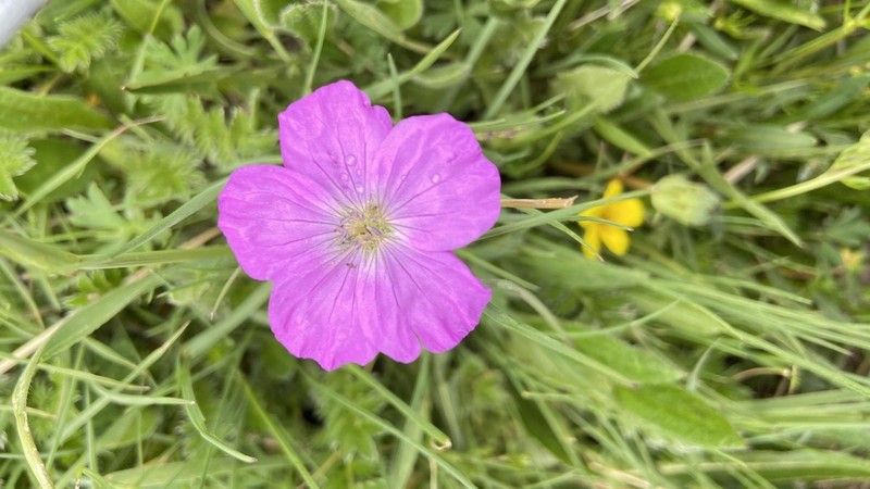Geranium pylzowianum photo 8