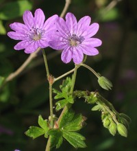 Hedgerow Geranium