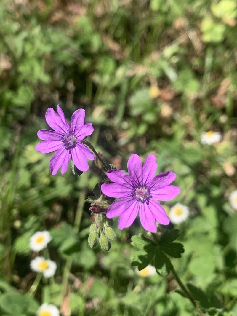 Hedgerow Geranium photo 2