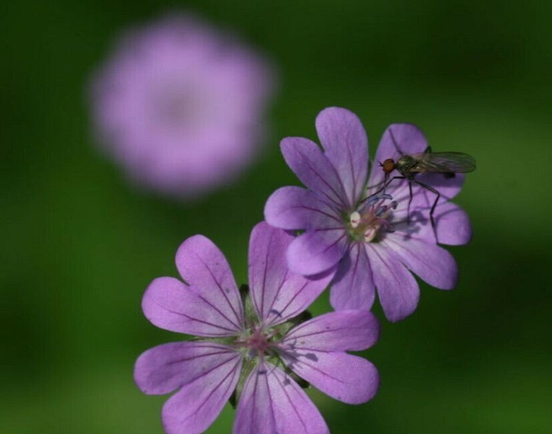 Hedgerow Geranium photo 3