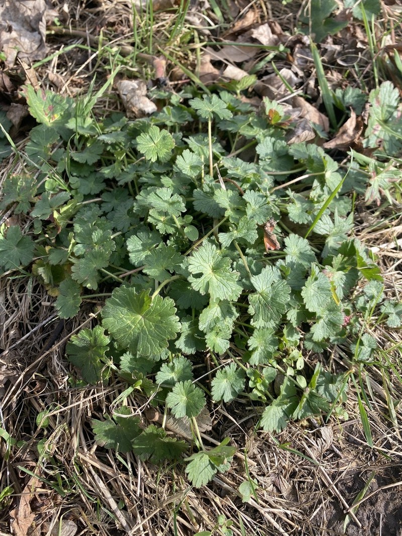 Hedgerow Geranium photo 4