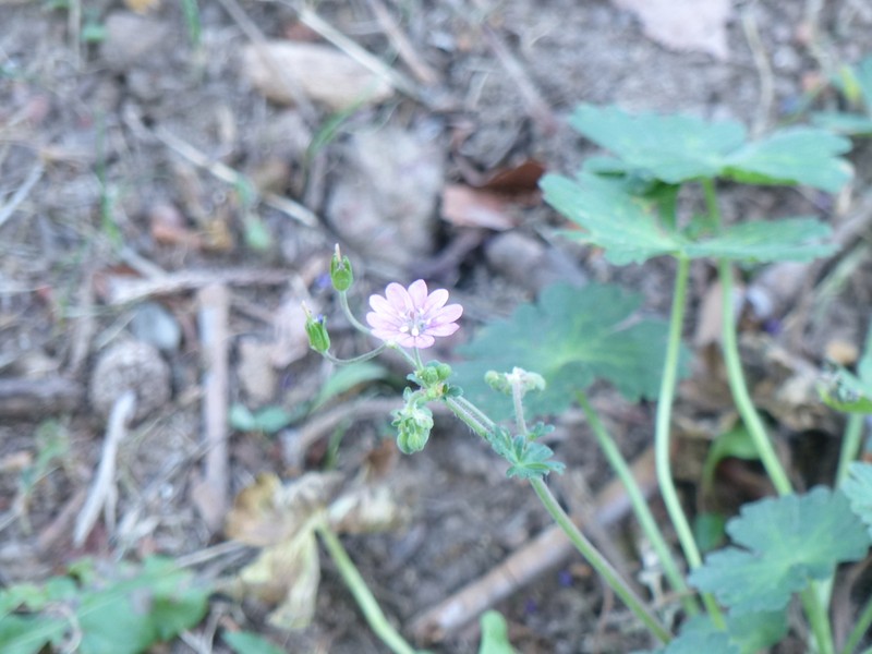 Hedgerow Geranium photo 5