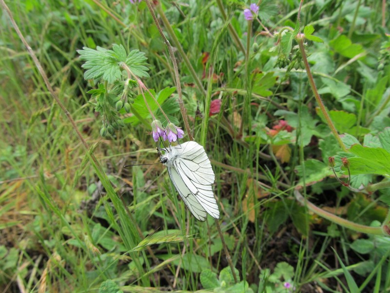 Hedgerow Geranium photo 6