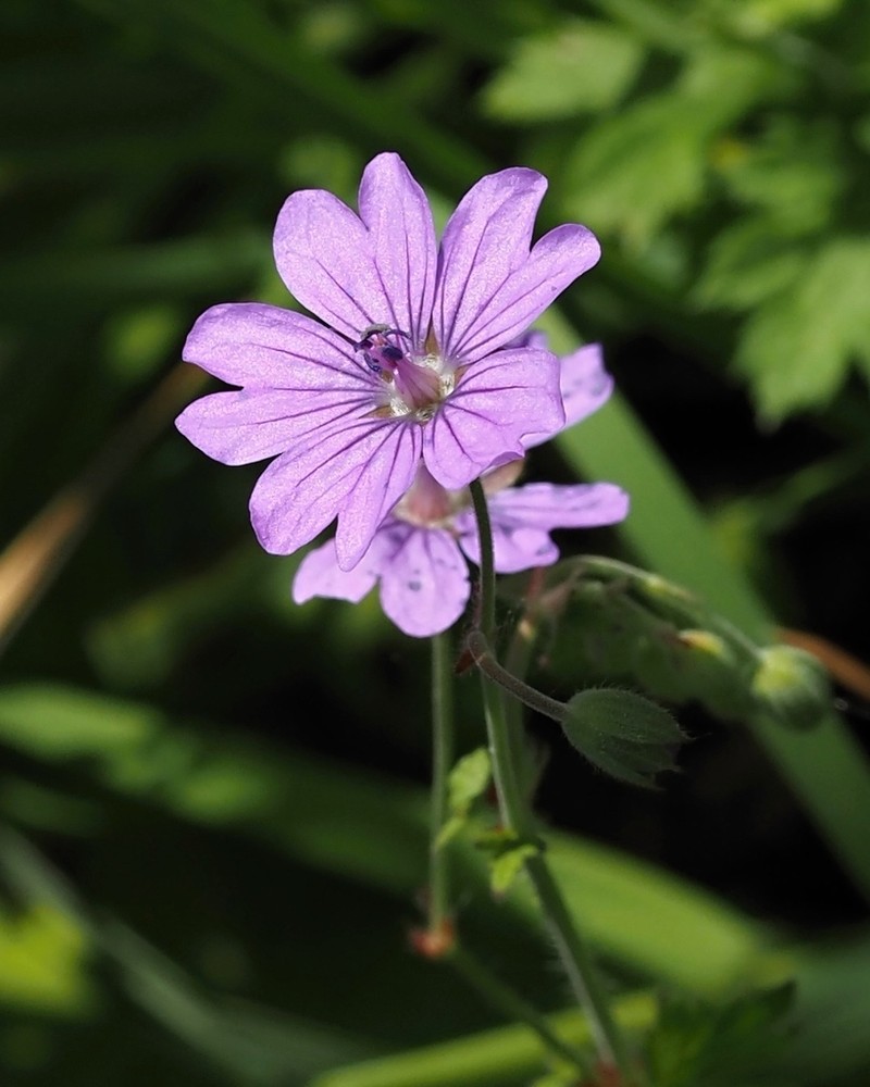 Hedgerow Geranium photo 7