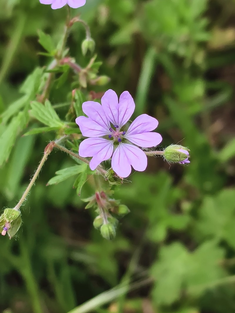 Geranium pyrenaicum subsp. lusitanicum
