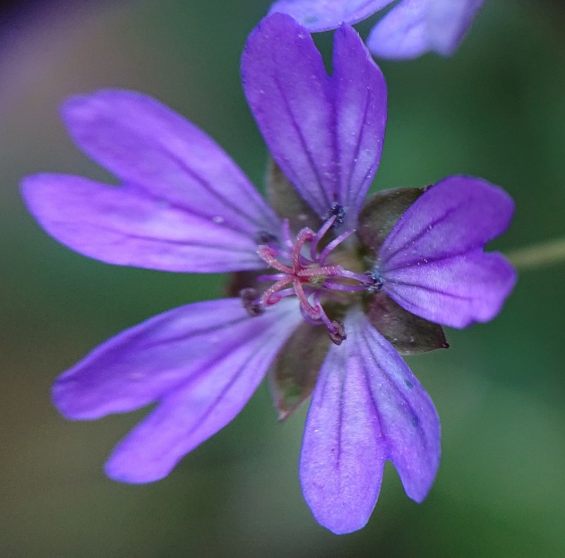 Geranium pyrenaicum subsp. lusitanicum photo 2