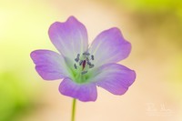 Geranium rectum