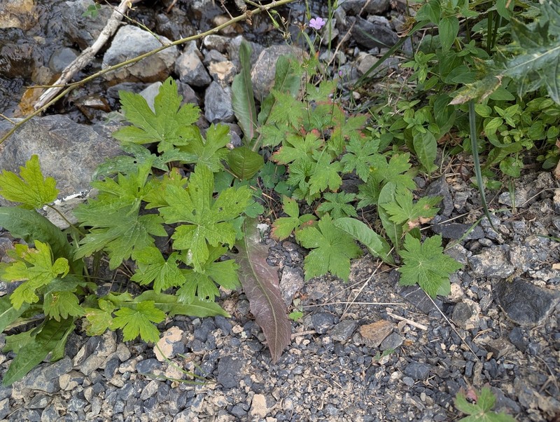Geranium rectum photo 2