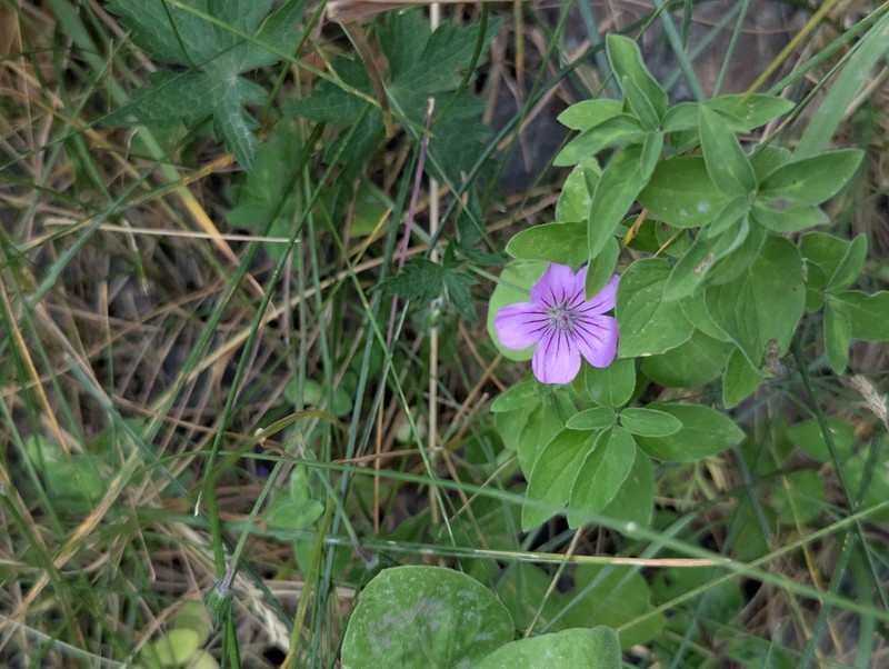 Geranium rectum photo 3