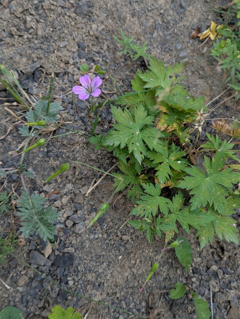 Geranium rectum photo 4