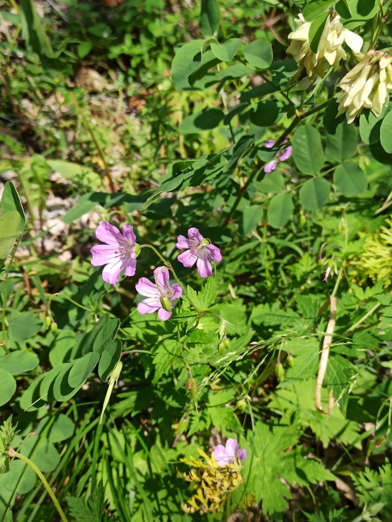 Geranium rectum photo 5
