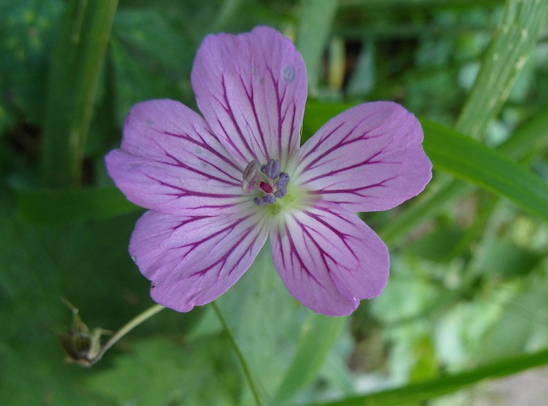 Geranium rectum photo 6