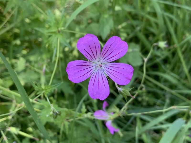 Geranium rectum photo 7