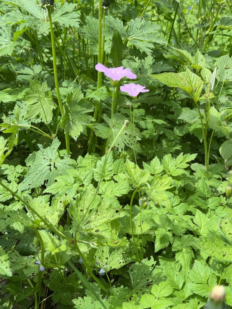 Geranium rectum photo 8