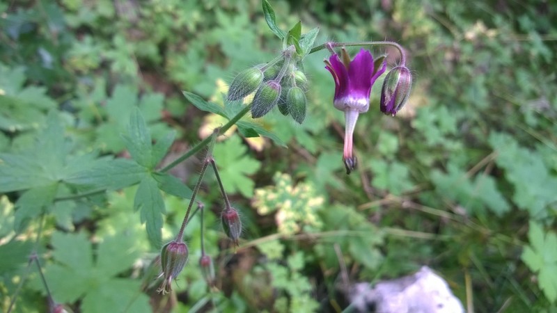 Geranium reflexum