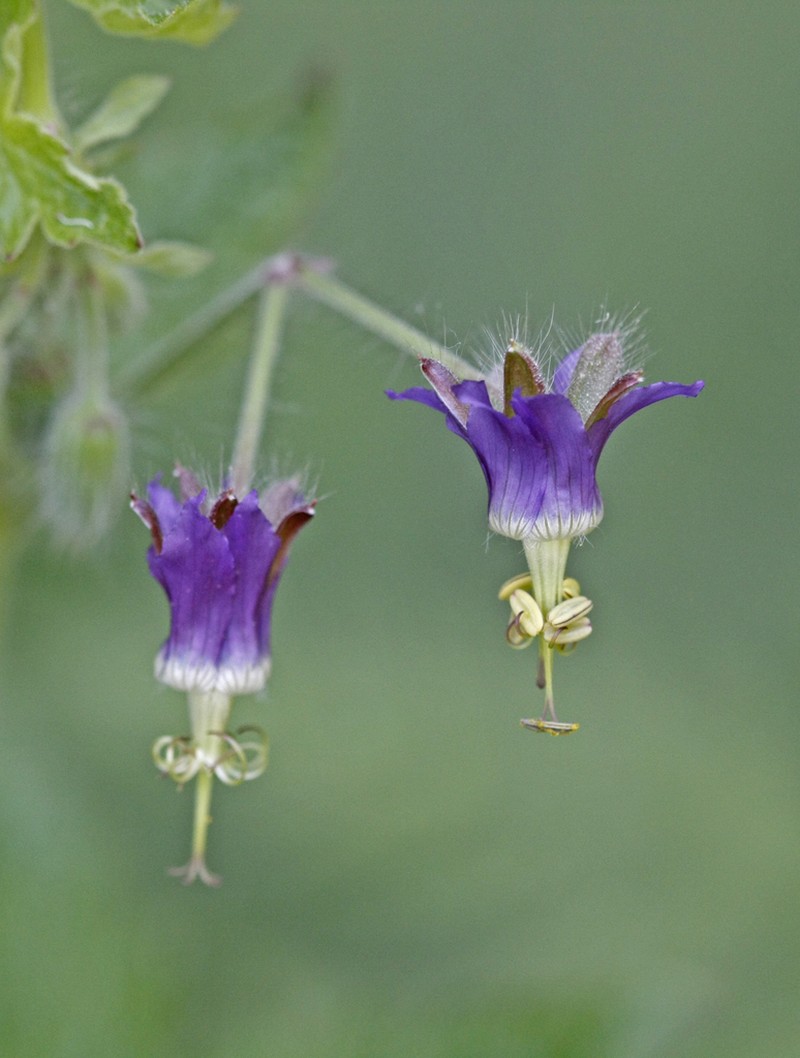 Geranium reflexum photo 2