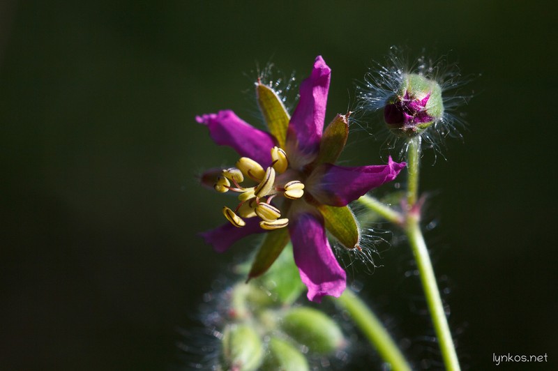 Geranium reflexum photo 3