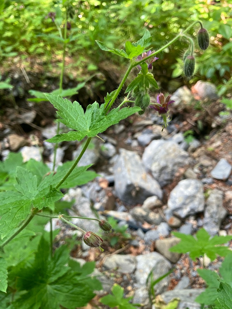 Geranium reflexum photo 4