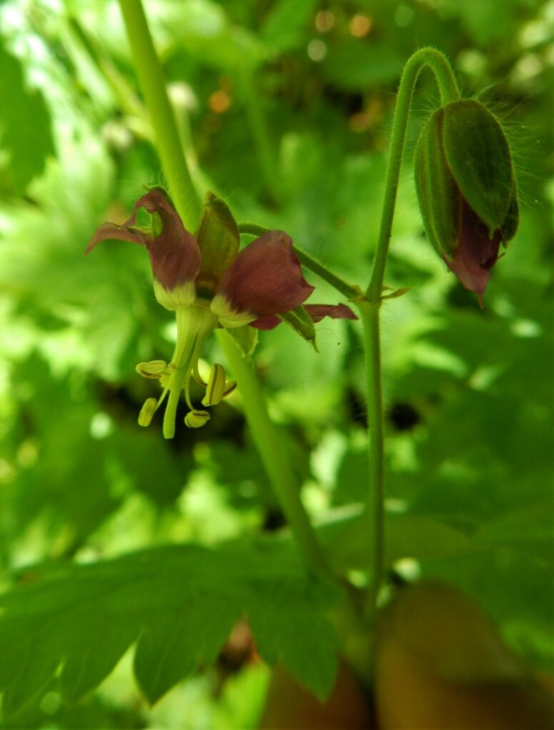 Geranium reflexum photo 5