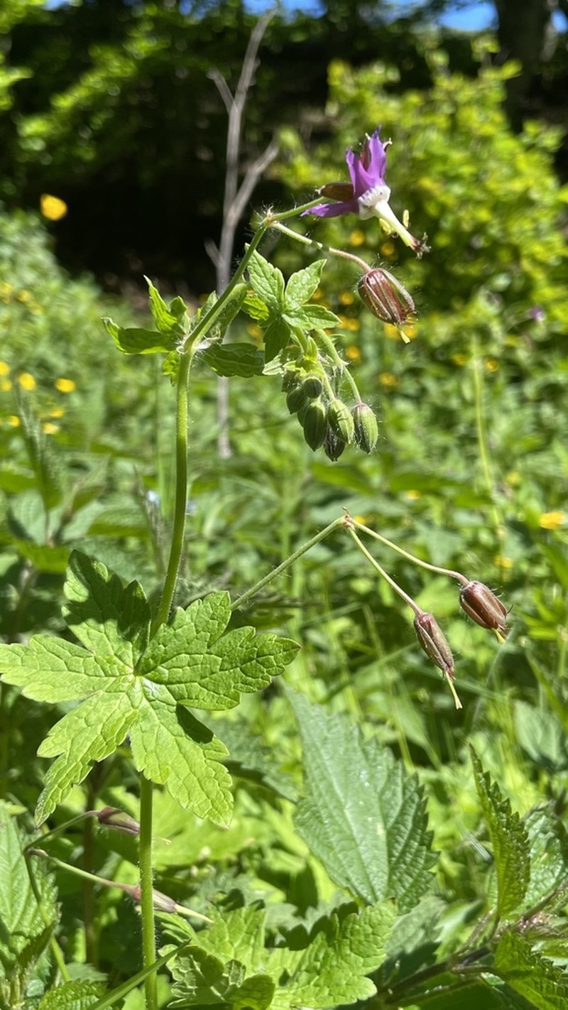 Geranium reflexum photo 6