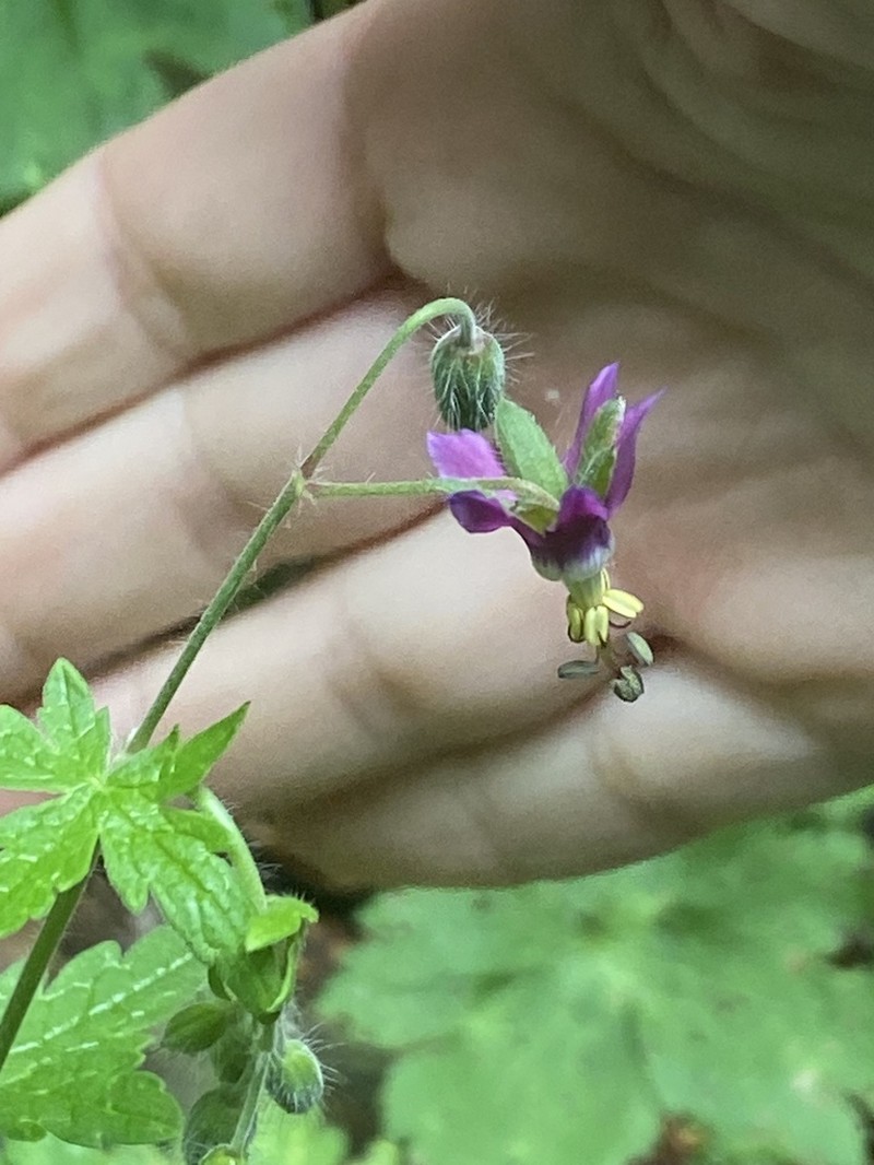 Geranium reflexum photo 7