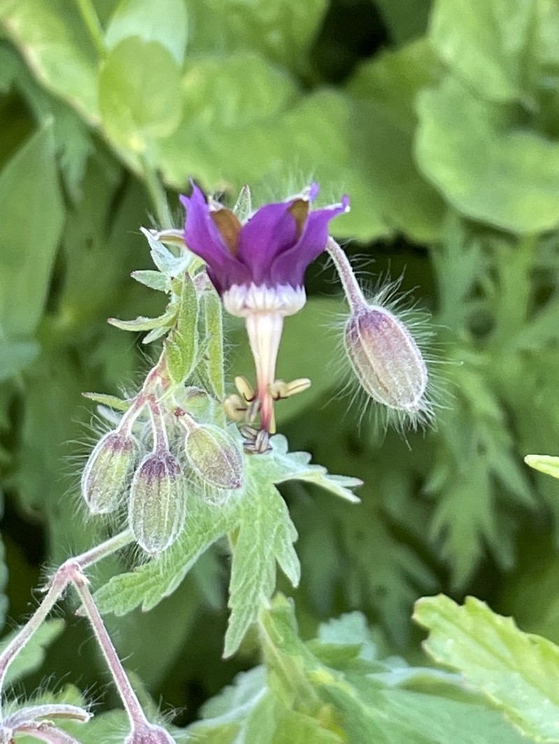 Geranium reflexum photo 8