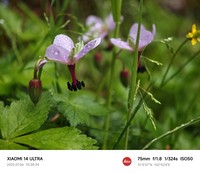 Geranium refractum