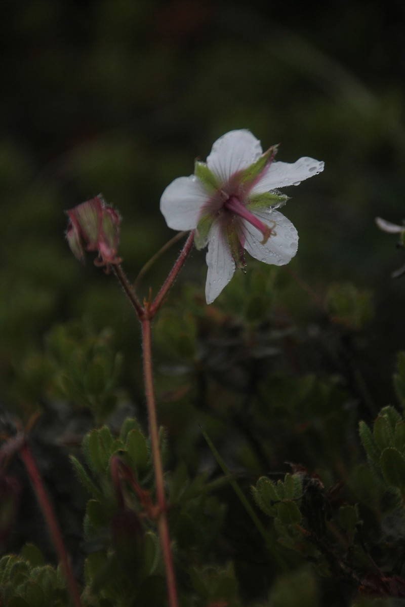 Geranium refractum photo 2