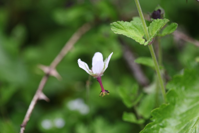 Geranium refractum photo 3