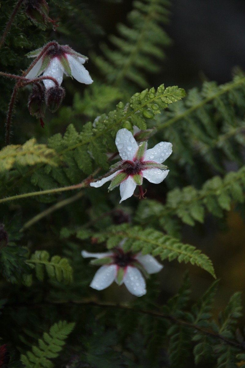 Geranium refractum photo 4
