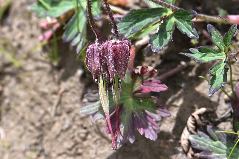 Geranium refractum photo 5