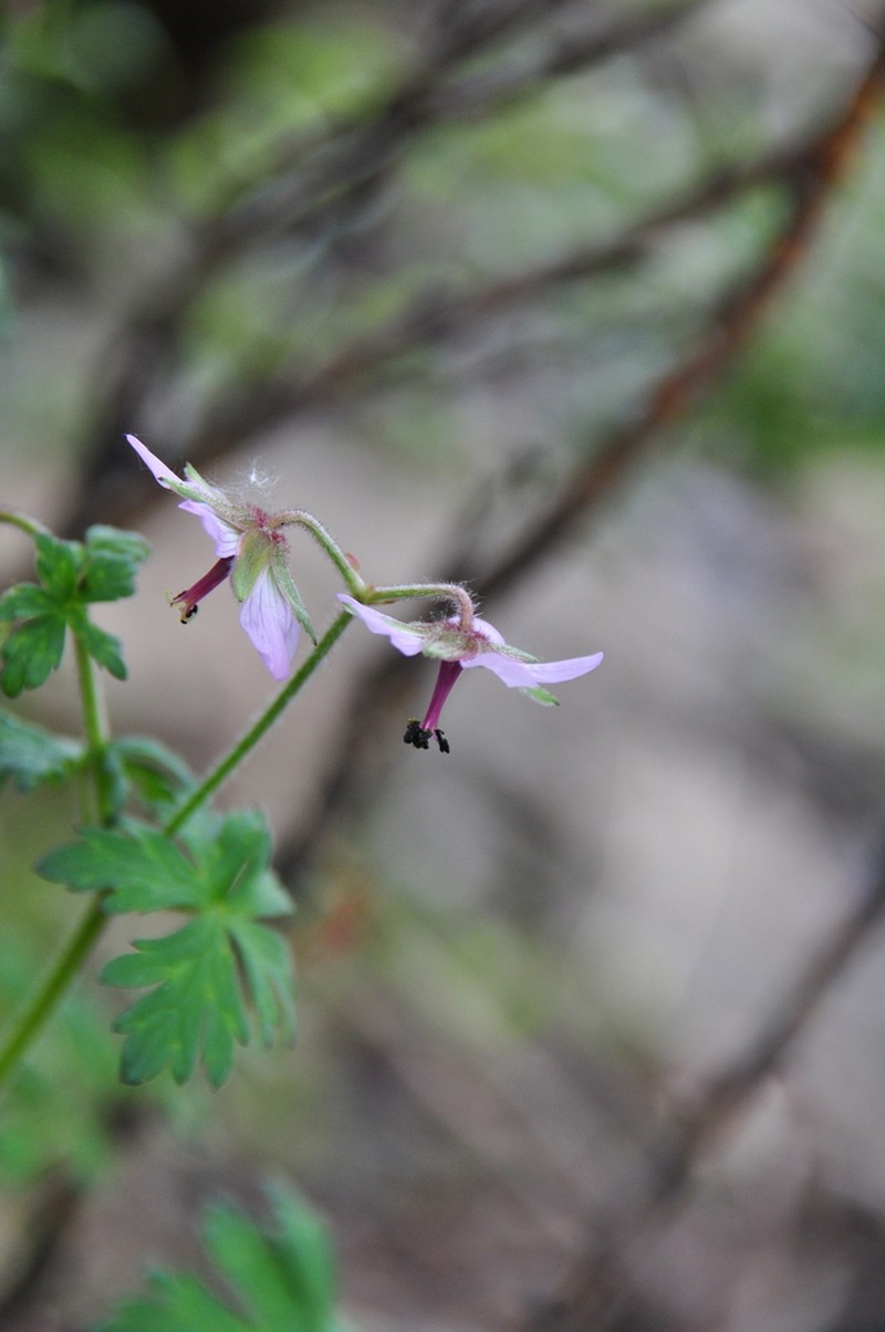 Geranium refractum photo 6