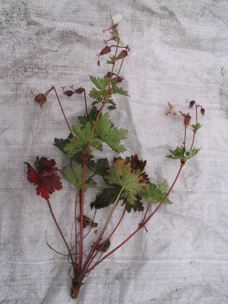 Geranium refractum photo 7