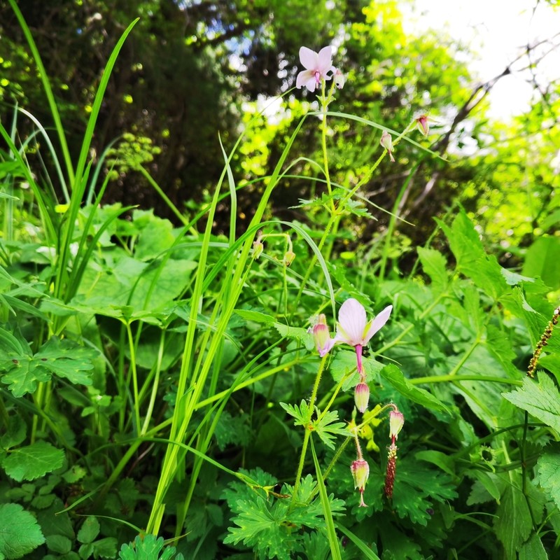 Geranium refractum photo 8
