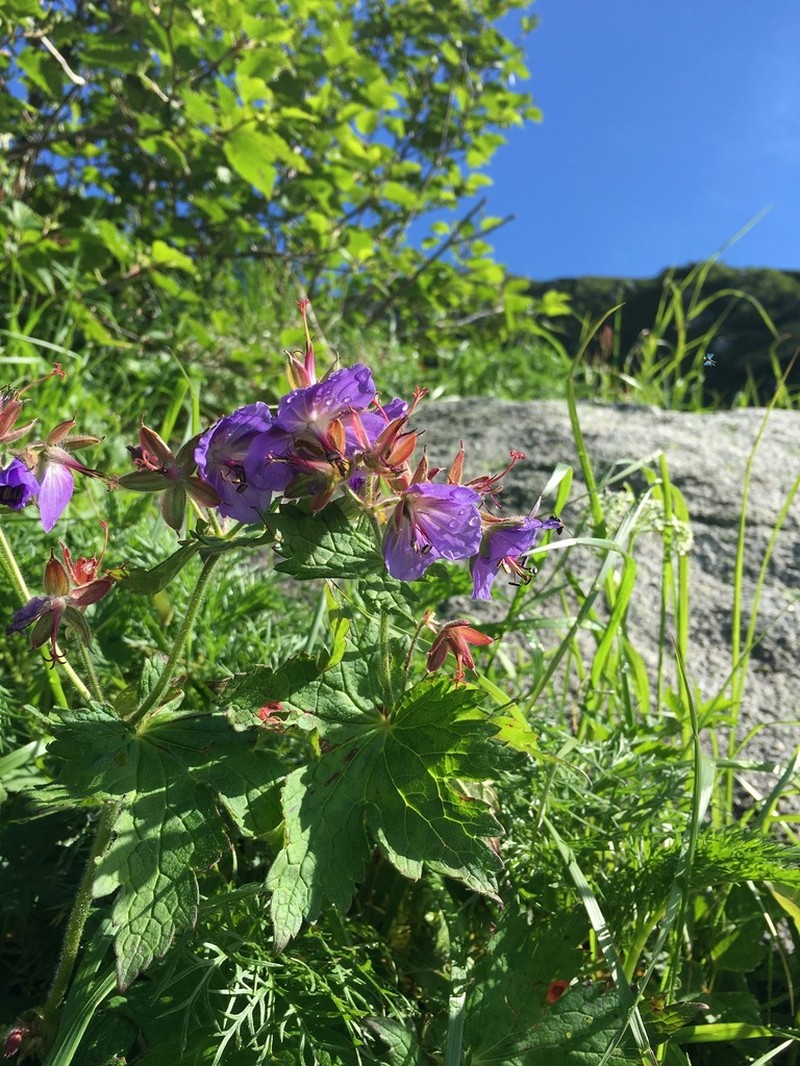 Geranium reinii photo 2