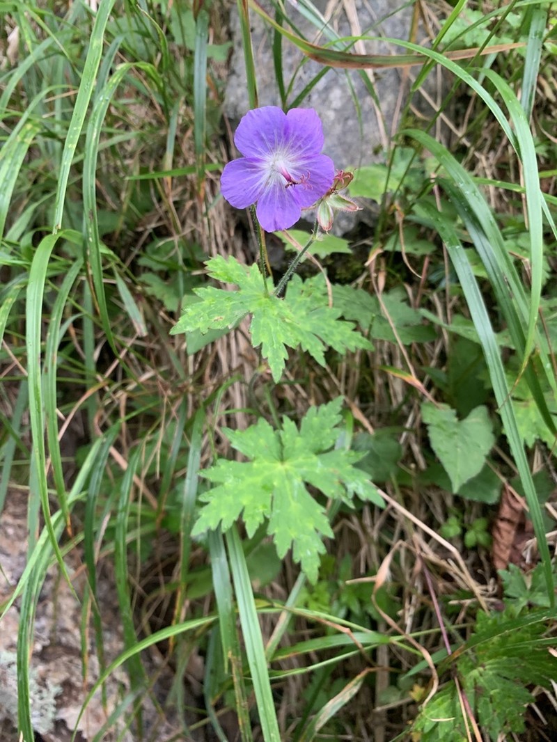 Geranium reinii photo 3
