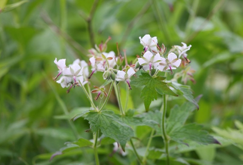 Geranium reinii photo 4