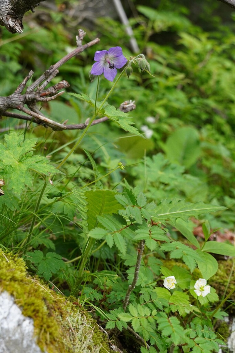 Geranium reinii photo 5
