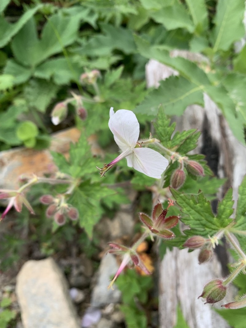 Geranium reinii photo 6