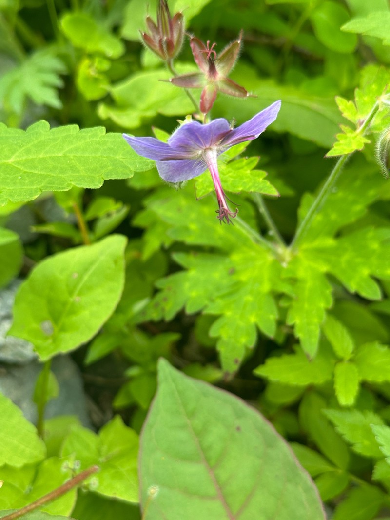 Geranium reinii photo 7