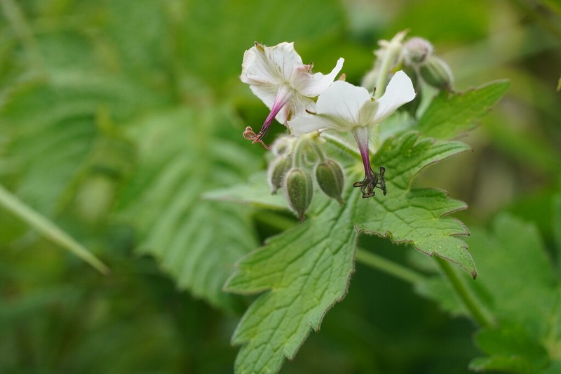 Geranium reinii photo 8
